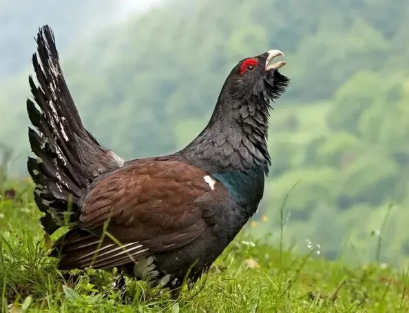 gallo