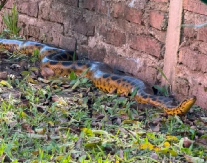 boa serpiente