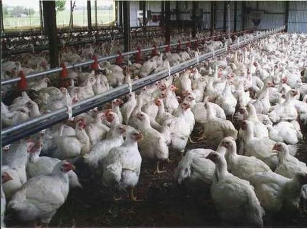 pollos