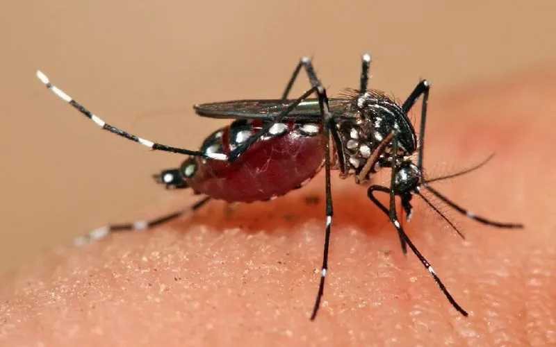 mosquito dengue