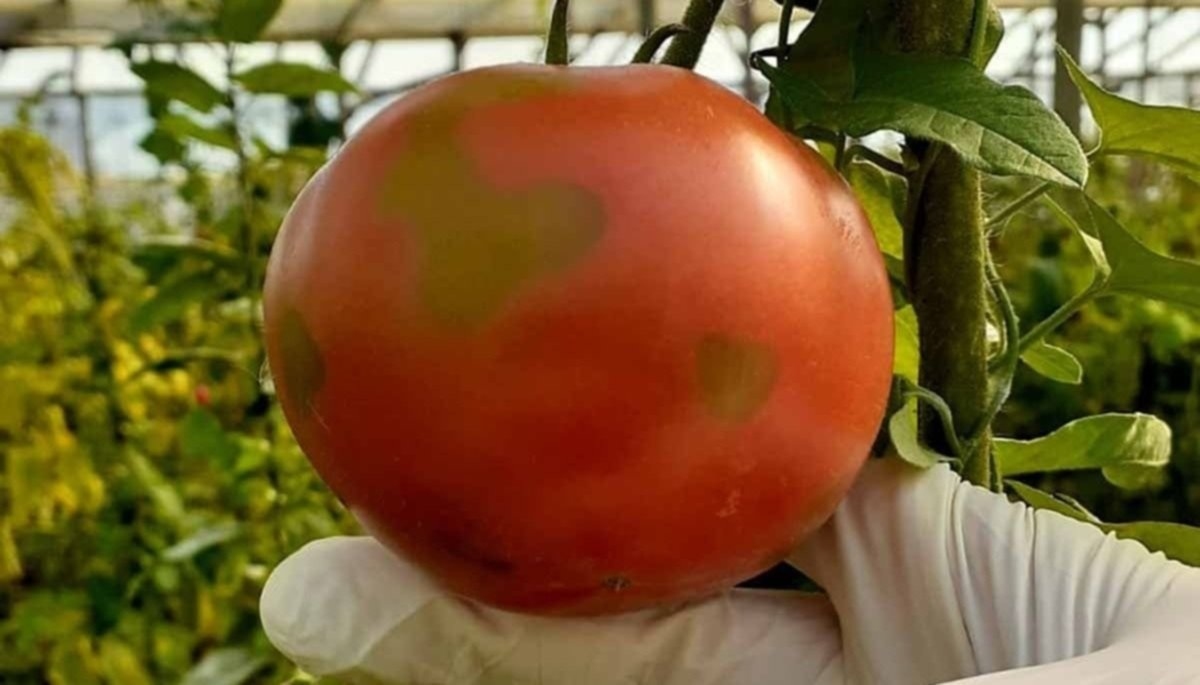 tomates___covid