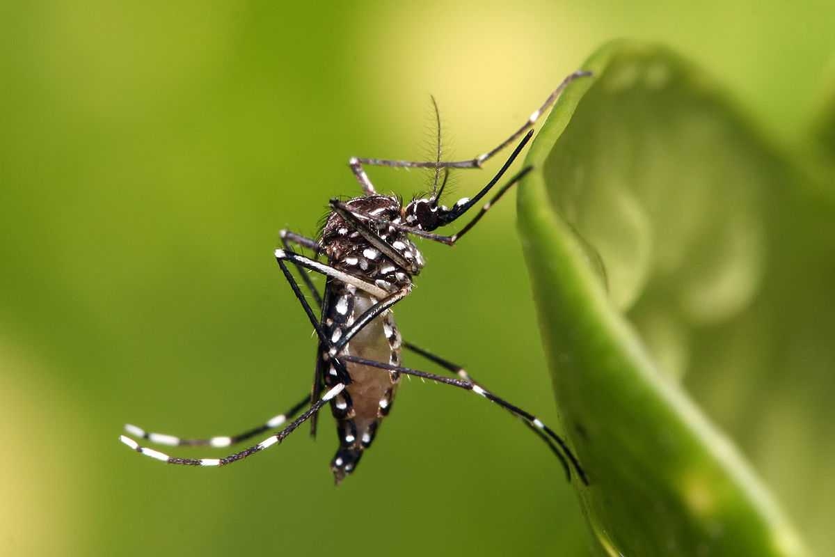 dengue_zika_y_chikungunya